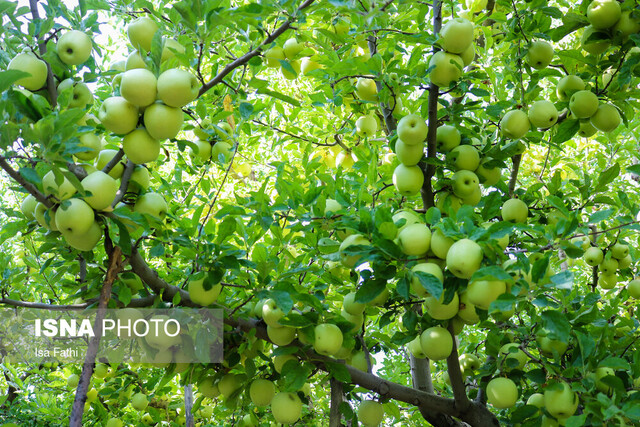 خرید توافقی سیب درختی باغداران کهگیلویه و بویراحمد